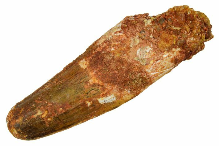 Fossil Spinosaurus Tooth - Feeding Worn Tip #373698
